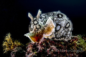 Aplysia dactyomela by Marco Gargiulo 